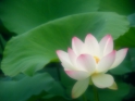蓮(ハス) 蓮(ハス)
