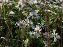 浜菊(ハマギク) 浜菊(ハマギク)